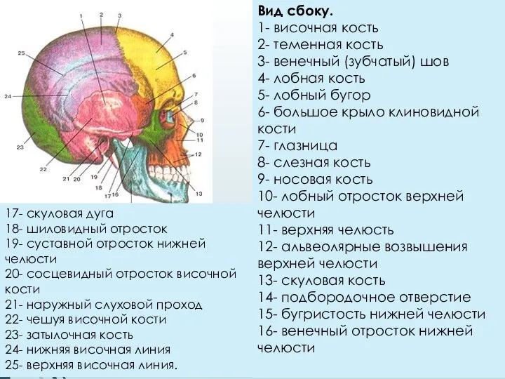 Вид сбоку. 1- височная кость 2- теменная кость 3- венечный (зубчатый)