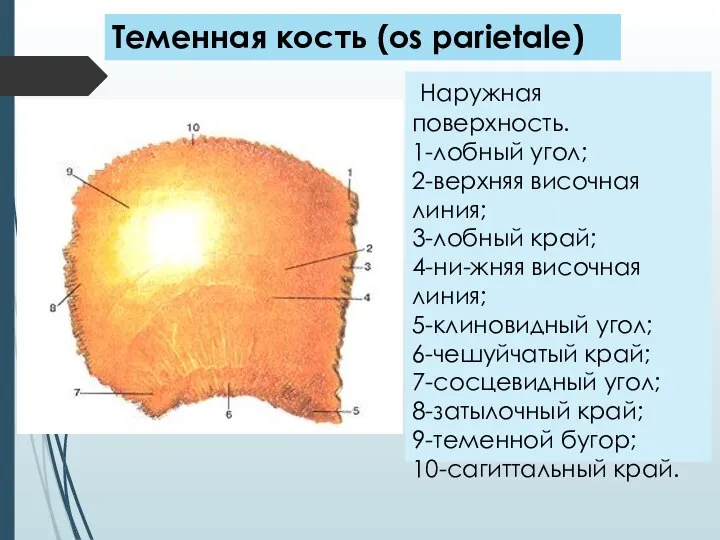 Наружная поверхность. 1-лобный угол; 2-верхняя височная линия; 3-лобный край; 4-ни-жняя височная