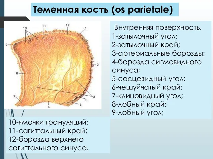 Внутренняя поверхность. 1-затылочный угол; 2-затылочный край; 3-артериальные борозды; 4-борозда сигмовидного синуса;