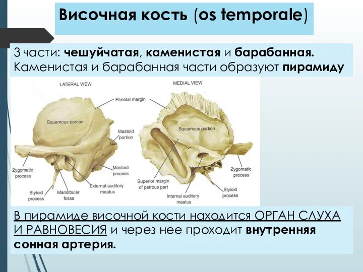 Височная кость (os temporale) 3 части: чешуйчатая, каменистая и барабанная. Каменистая