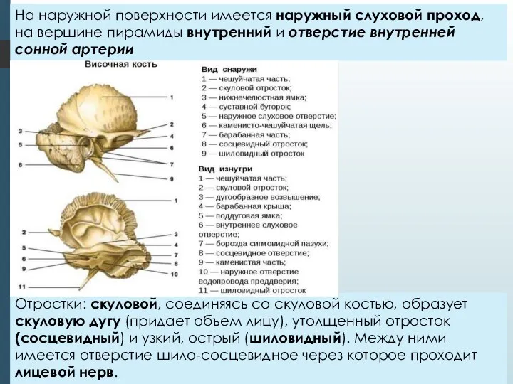 На наружной поверхности имеется наружный слуховой проход, на вершине пирамиды внутренний