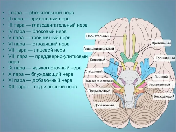 I пара — обонятельный нерв II пара — зрительный нерв III
