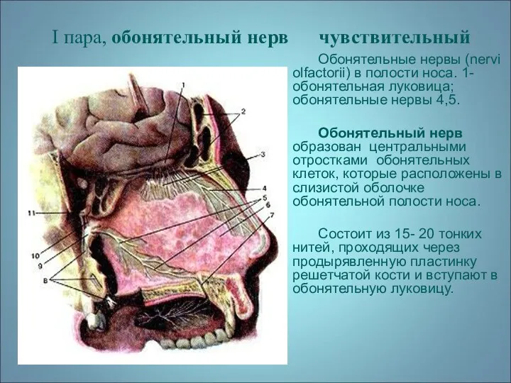 I пара, обонятельный нерв чувствительный Обонятельные нервы (nervi olfactorii) в полости
