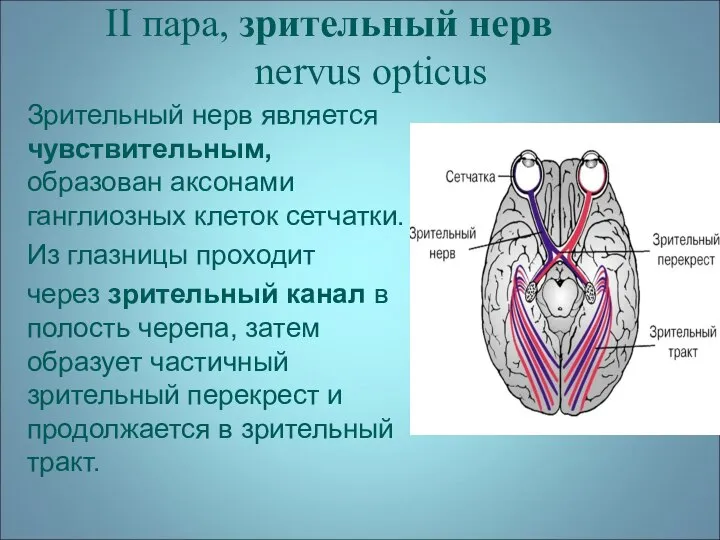 II пара, зрительный нерв nervus opticus Зрительный нерв является чувствительным, образован