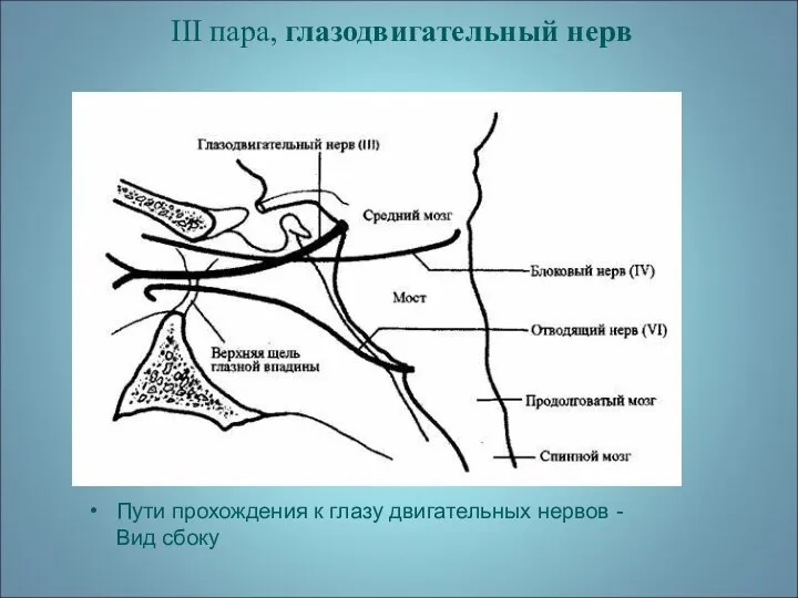 III пара, глазодвигательный нерв Пути прохождения к глазу двигательных нервов -Вид сбоку