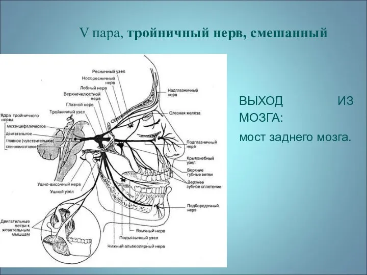 V пара, тройничный нерв, смешанный ВЫХОД НА МОЗГЕ В мосту заднего