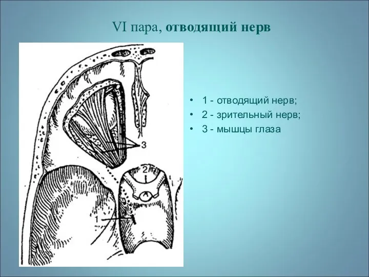 VI пара, отводящий нерв 1 - отводящий нерв; 2 - зрительный нерв; 3 - мышцы глаза