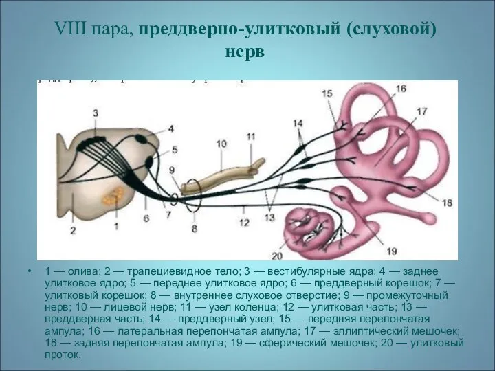 VIII пара, преддверно-улитковый (слуховой) нерв 1 — олива; 2 — трапециевидное