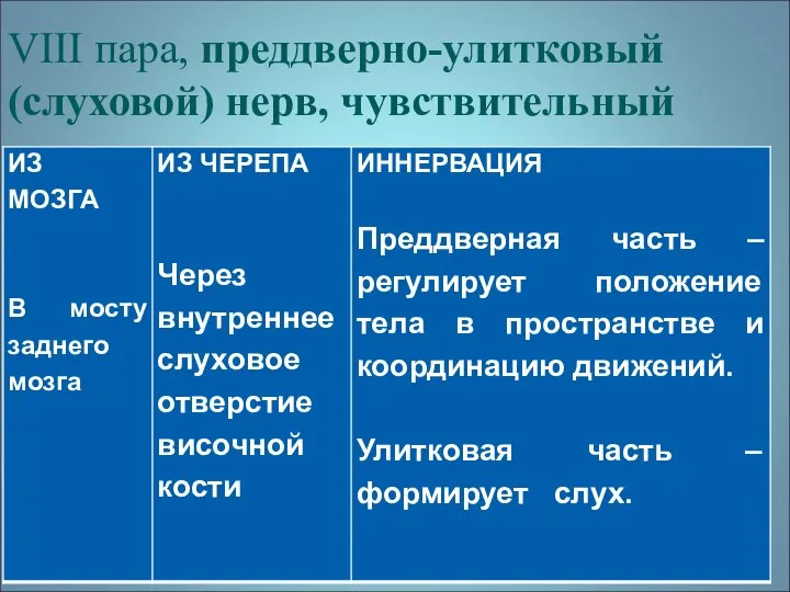 VIII пара, преддверно-улитковый (слуховой) нерв, чувствительный