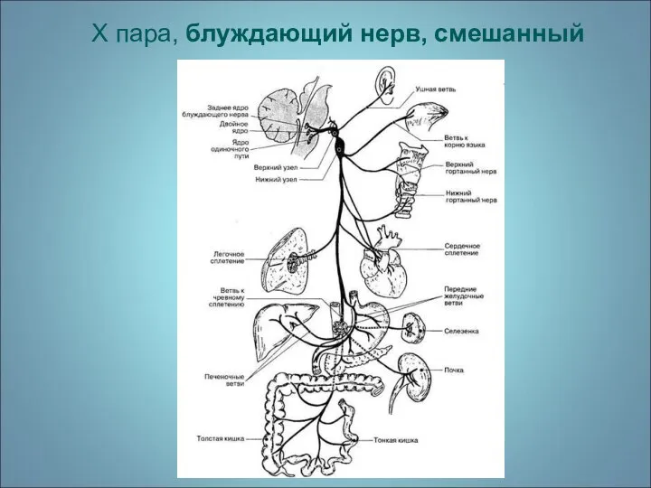 X пара, блуждающий нерв, смешанный