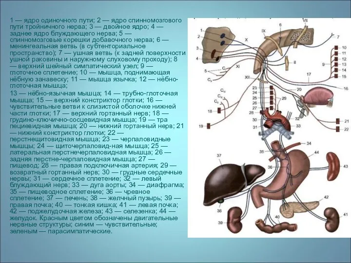 1 — ядро одиночного пути; 2 — ядро спинномозгового пути тройничного