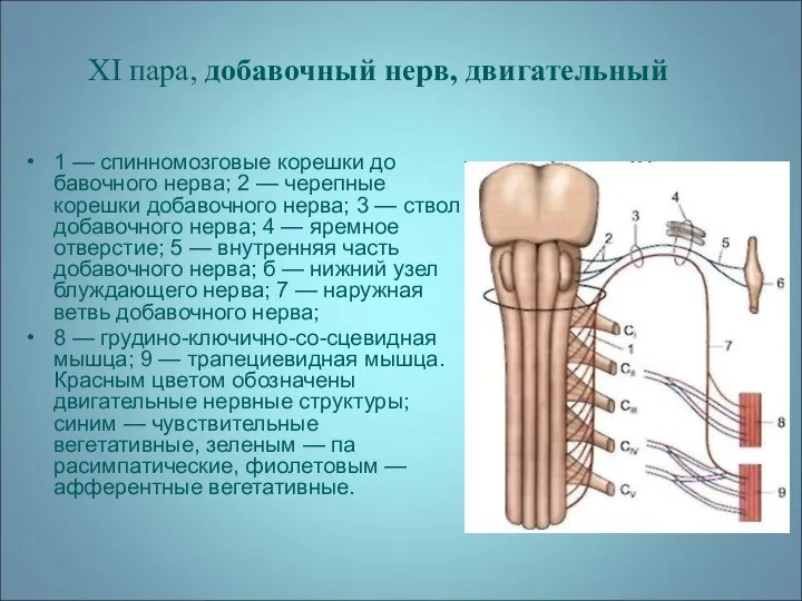 XI пара, добавочный нерв, двигательный 1 — спинномозговые корешки до­бавочного нерва;