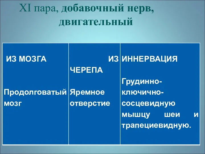 XI пара, добавочный нерв, двигательный