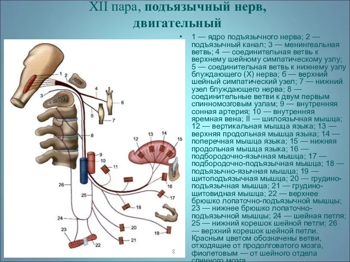 XII пара, подъязычный нерв, двигательный 1 — ядро подъязычного нерва; 2