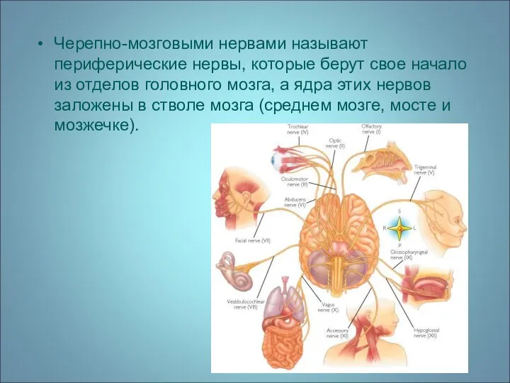 Черепно-мозговыми нервами называют периферические нервы, которые берут свое начало из отделов