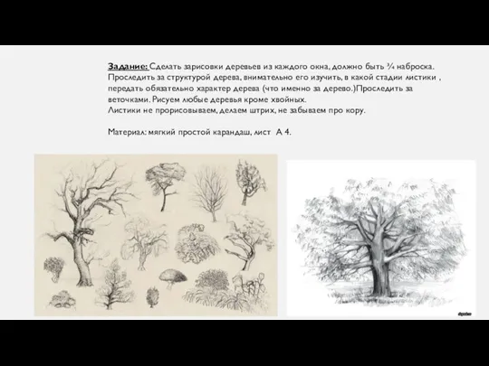 Задание: Сделать зарисовки деревьев из каждого окна, должно быть ¾ наброска.