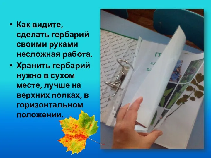 Как видите, сделать гербарий своими руками несложная работа. Хранить гербарий нужно