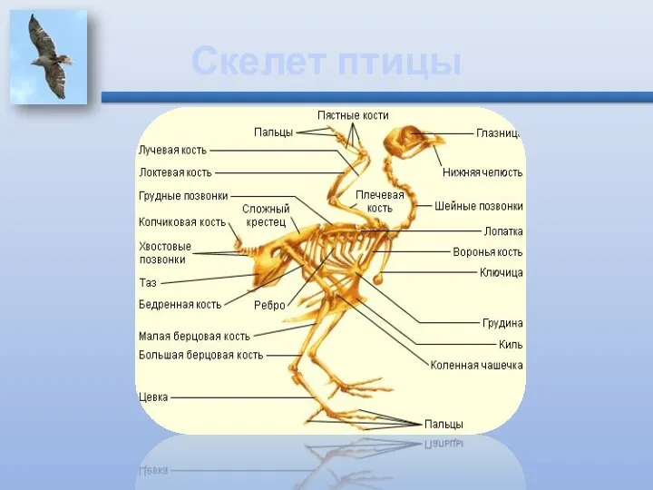 Скелет птицы