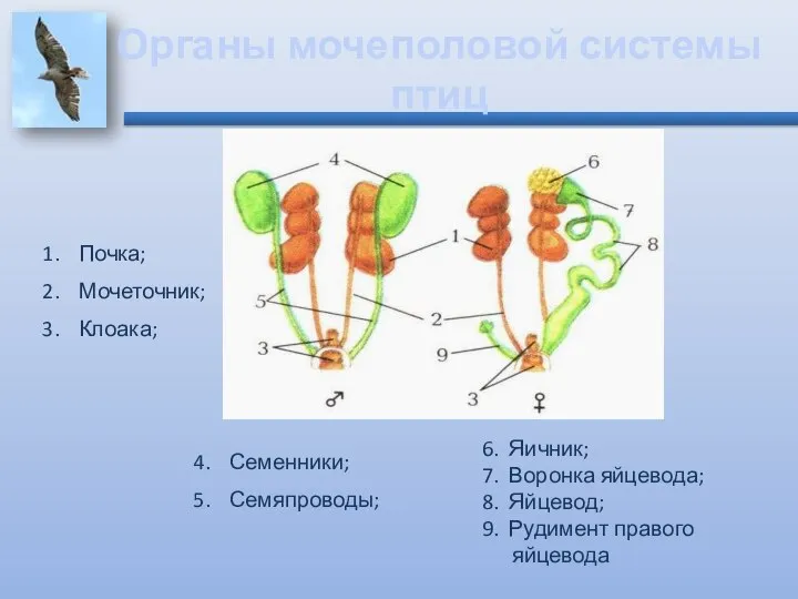 Органы мочеполовой системы птиц Почка; Мочеточник; Клоака; Семенники; Семяпроводы; 6. Яичник;