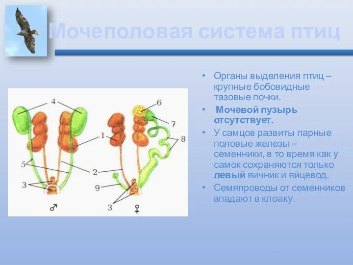 Мочеполовая система птиц Органы выделения птиц – крупные бобовидные тазовые почки.