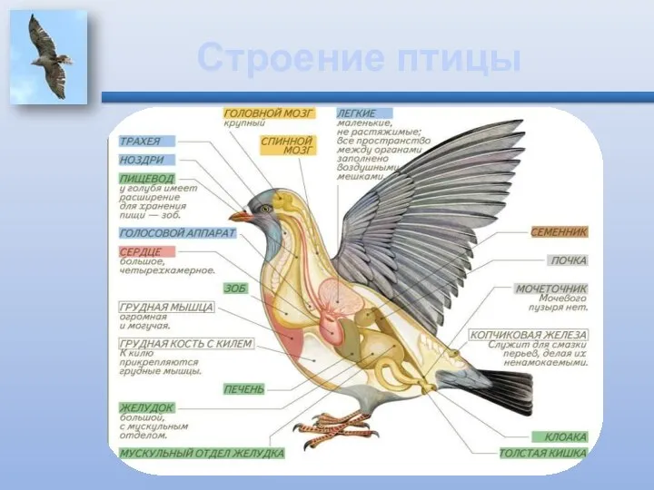 Строение птицы