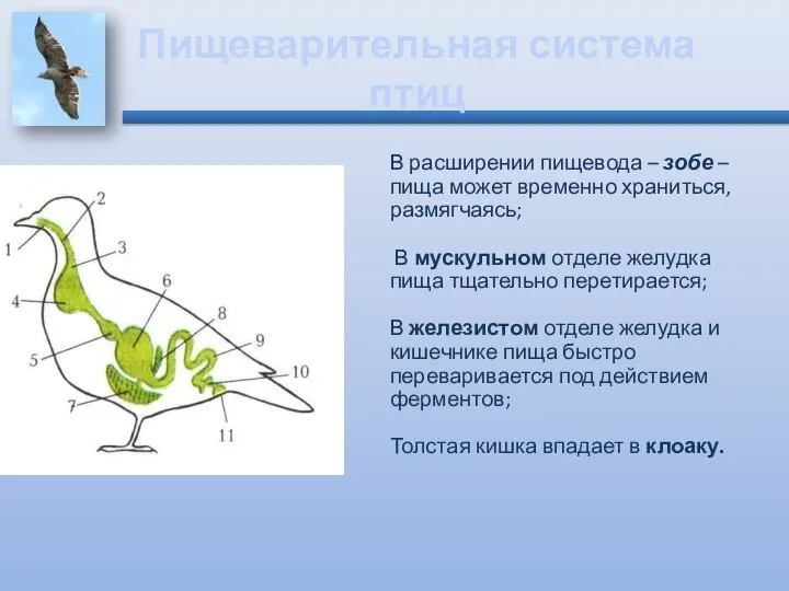 Пищеварительная система птиц В расширении пищевода – зобе – пища может