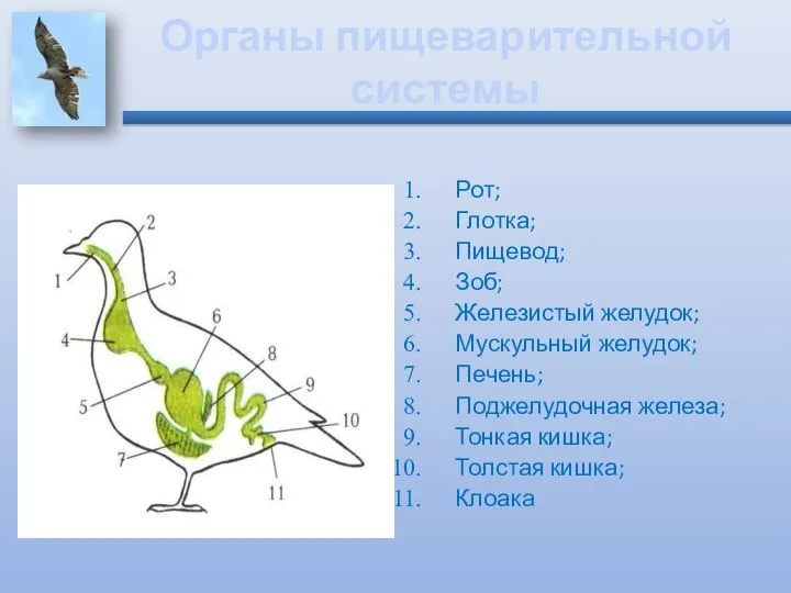 Рот; Глотка; Пищевод; Зоб; Железистый желудок; Мускульный желудок; Печень; Поджелудочная железа;