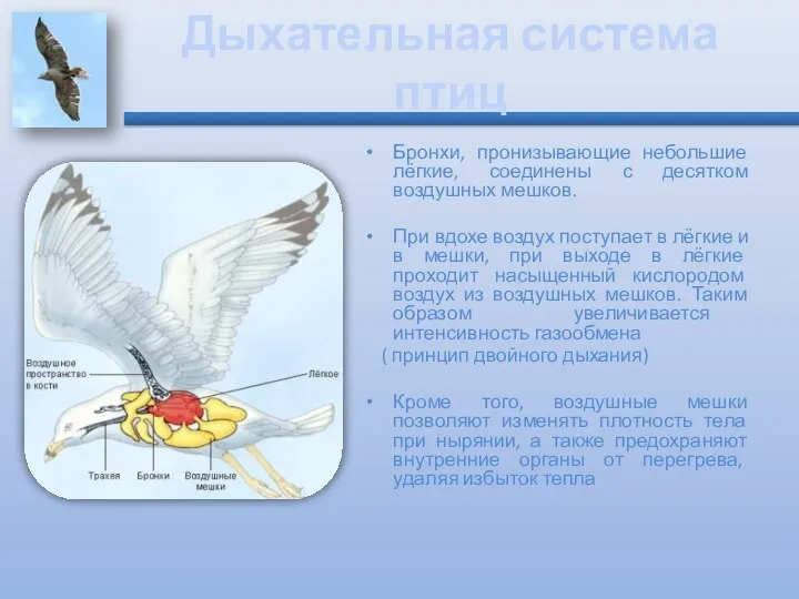 Дыхательная система птиц Бронхи, пронизывающие небольшие лёгкие, соединены с десятком воздушных