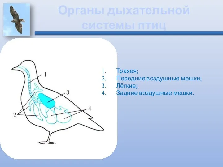 Органы дыхательной системы птиц Трахея; Передние воздушные мешки; Лёгкие; Задние воздушные мешки.