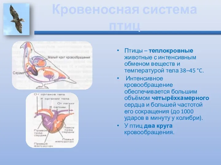 Птицы – теплокровные животные с интенсивным обменом веществ и температурой тела