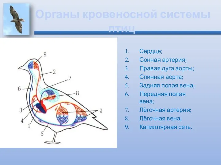 Органы кровеносной системы птиц Сердце; Сонная артерия; Правая дуга аорты; Спинная