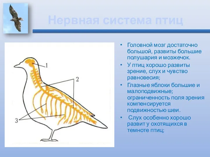 Нервная система птиц Головной мозг достаточно большой, развиты большие полушария и