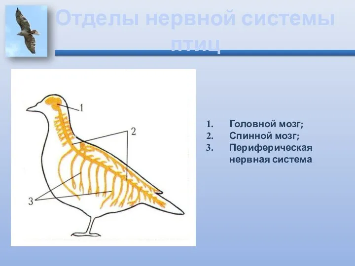 Отделы нервной системы птиц Головной мозг; Спинной мозг; Периферическая нервная система