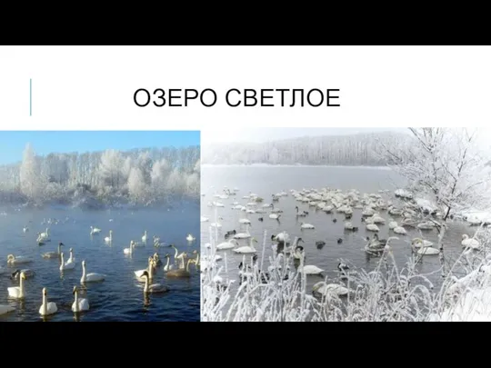 ОЗЕРО СВЕТЛОЕ Озеро Светлое и озеро Кокша, входящие в заказник, не