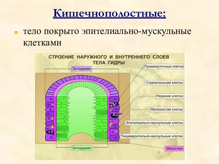 Кишечнополостные: тело покрыто эпителиально-мускульные клетками