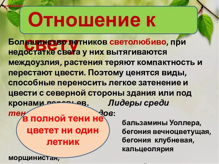 Отношение к свету вьющиеся вьющиеся Большинство летников светолюбиво, при недостатке света