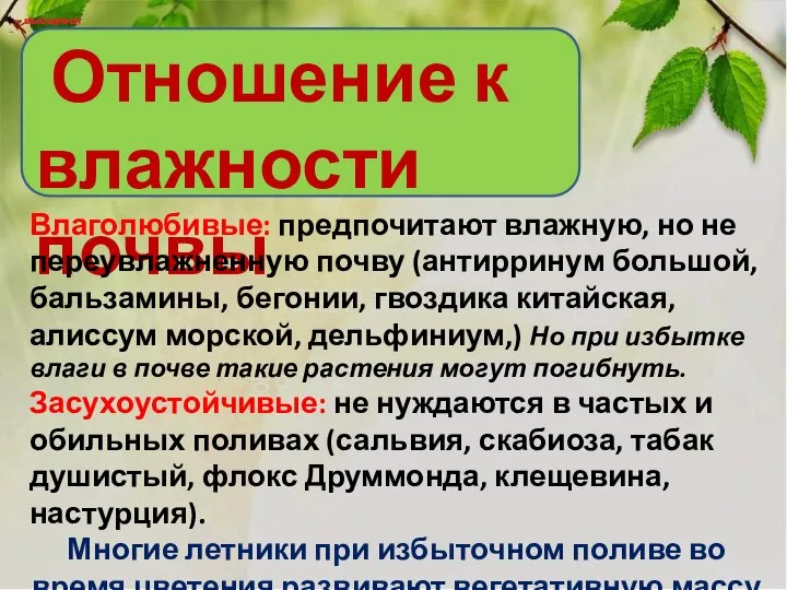 Отношение к влажности почвы вьющиеся вьющиеся Влаголюбивые: предпочитают влажную, но не