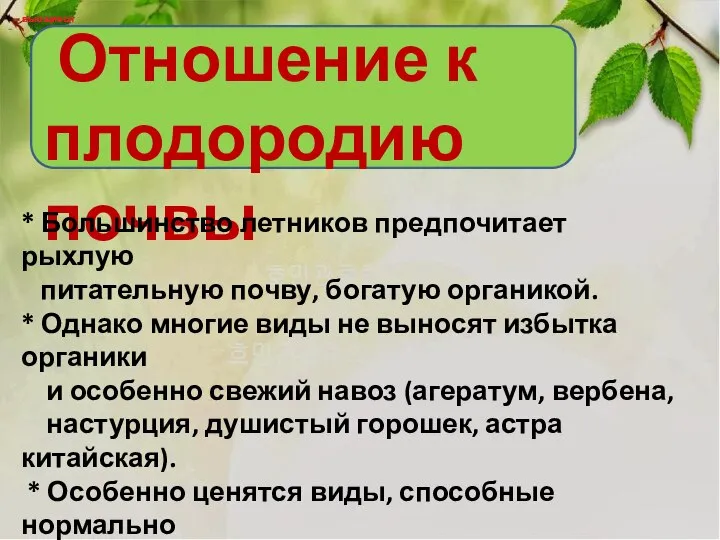 Отношение к плодородию почвы вьющиеся вьющиеся * Большинство летников предпочитает рыхлую