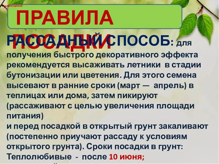 ПРАВИЛА ПОСАДКИ вьющиеся вьющиеся РАССАДНЫЙ СПОСОБ: для получения быстрого декоративного эффекта