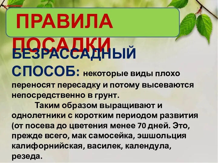 ПРАВИЛА ПОСАДКИ вьющиеся вьющиеся БЕЗРАССАДНЫЙ СПОСОБ: некоторые виды плохо переносят пересадку