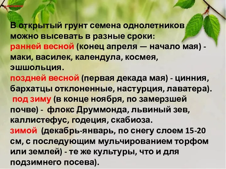 вьющиеся вьющиеся В открытый грунт семена однолетников можно высевать в разные