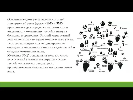 Основным видом учета является зимний маршрутный учет (далее - ЗМУ). ЗМУ