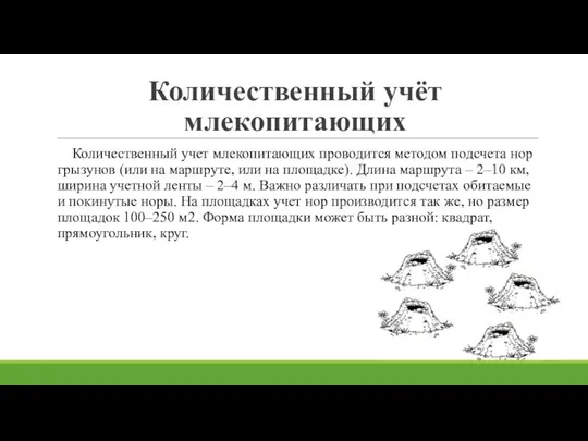 Количественный учёт млекопитающих Количественный учет млекопитающих проводится методом подсчета нор грызунов