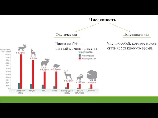 Численность Фактическая Потенциальная Число особей на данный момент времени. Число особей,