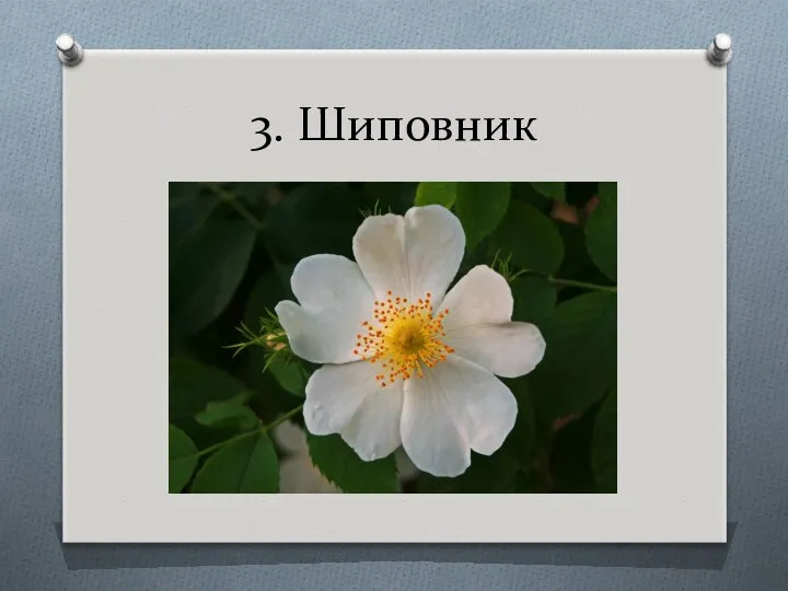 3. Шиповник