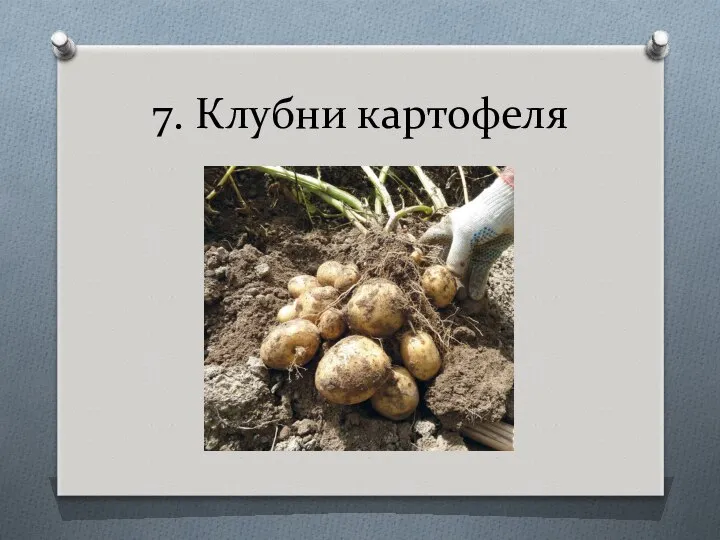 7. Клубни картофеля