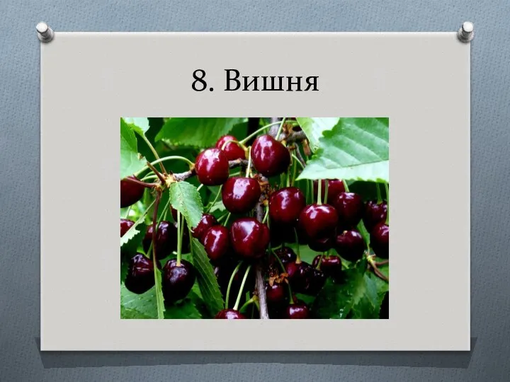 8. Вишня