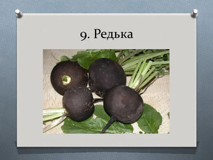 9. Редька