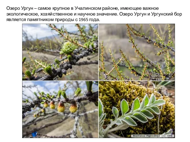 Озеро Ургун – самое крупное в Учалинском районе, имеющее важное экологическое,