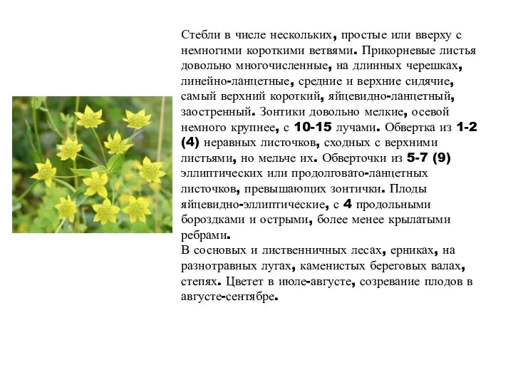 Стебли в числе нескольких, простые или вверху с немногими короткими ветвями.